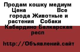 Продам кошку медиум › Цена ­ 6 000 000 - Все города Животные и растения » Собаки   . Кабардино-Балкарская респ.